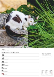 Katzen Wochenplaner 2025 - Abbildung 11