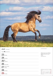 Pferde Wochenplaner 2025 - Abbildung 7
