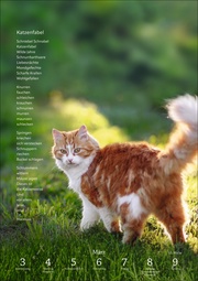 Literaturkalender Katzen Wochen-Kulturkalender 2025 - Abbildung 10