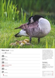 Heimische Vögel Wochenplaner 2025 - 53 Blatt mit Wochenchronik - Abbildung 3