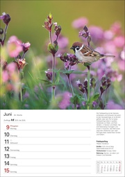 Heimische Vögel Wochenplaner 2025 - 53 Blatt mit Wochenchronik - Abbildung 5