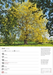 Bäume Wochenplaner 2025 - Abbildung 6