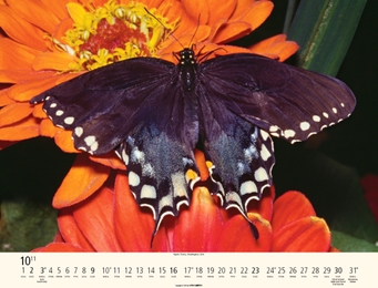Schmetterlinge - Abbildung 10