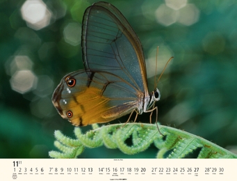 Schmetterlinge - Abbildung 11