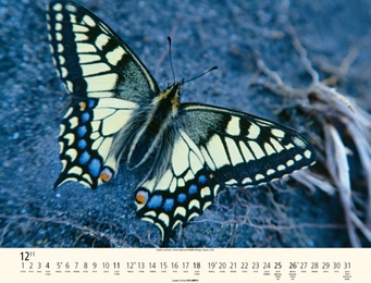 Schmetterlinge - Abbildung 12