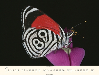 Schmetterlinge - Abbildung 2