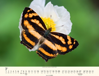 Schmetterlinge - Abbildung 3