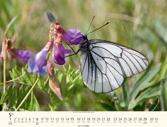 Schmetterlinge - Abbildung 5
