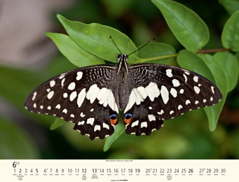 Schmetterlinge - Abbildung 6