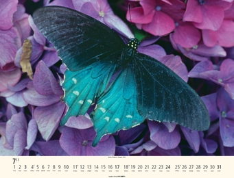 Schmetterlinge - Abbildung 7