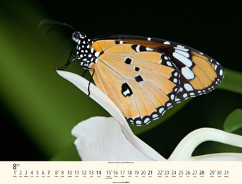 Schmetterlinge - Abbildung 8