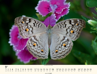 Schmetterlinge - Abbildung 9