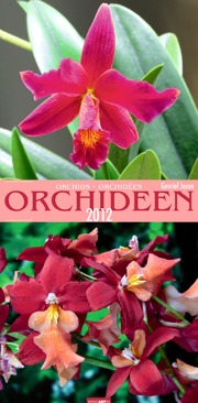 Orchideen 2012