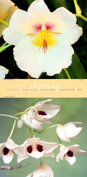 Orchideen 2012 - Abbildung 1