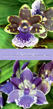 Orchideen 2012 - Abbildung 10