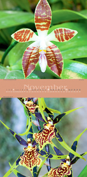Orchideen 2012 - Abbildung 11