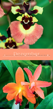 Orchideen 2012 - Abbildung 12