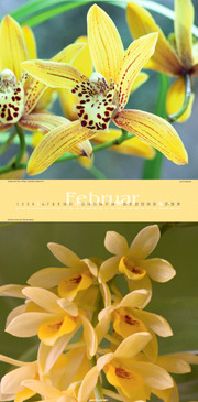 Orchideen 2012 - Abbildung 2