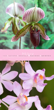 Orchideen 2012 - Abbildung 3