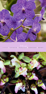 Orchideen 2012 - Abbildung 5
