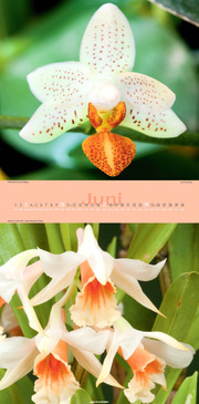 Orchideen 2012 - Abbildung 6