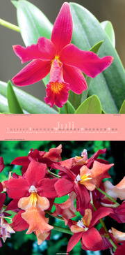 Orchideen 2012 - Abbildung 7
