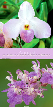 Orchideen 2012 - Abbildung 8