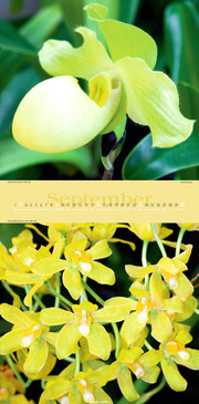 Orchideen 2012 - Abbildung 9