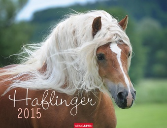 Haflinger 2015