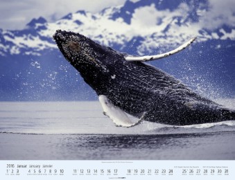 Wale und Delfine 2016 - Abbildung 1