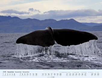 Wale und Delfine 2016 - Abbildung 11