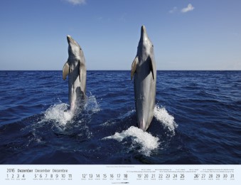 Wale und Delfine 2016 - Abbildung 12