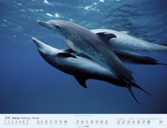 Wale und Delfine 2016 - Abbildung 2