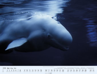 Wale und Delfine 2016 - Abbildung 5