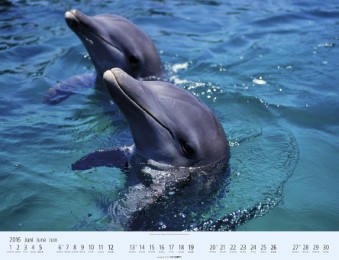 Wale und Delfine 2016 - Abbildung 6