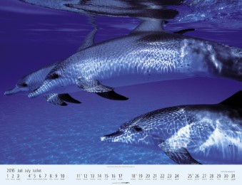 Wale und Delfine 2016 - Abbildung 7