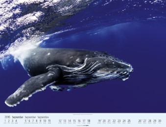 Wale und Delfine 2016 - Abbildung 9