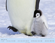 Pinguine auf Reise 2018 - Abbildung 3