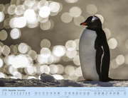 Pinguine auf Reise 2018 - Abbildung 5