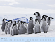 Pinguine auf Reise 2018 - Abbildung 8