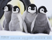 Pinguine auf Reise 2018 - Abbildung 12