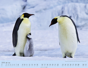 Pinguine auf Reise 2018 - Abbildung 13