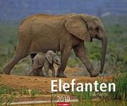 Elefanten - Kalender 2019