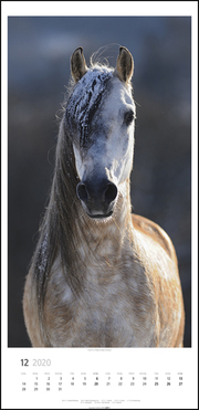 Pferde Vertical Kalender 2020 - Abbildung 12