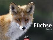 Füchse 2020