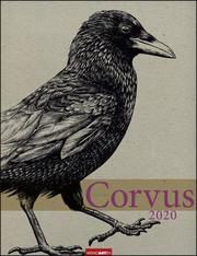 Corvus 2020