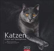 Katzen - Diven auf Samtpfoten 2022