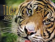 Tiger 2023