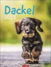 Dackel 2023