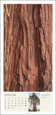 Baum Art 2024 - Abbildung 1